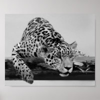 Leopard in Schwarz und Weiß