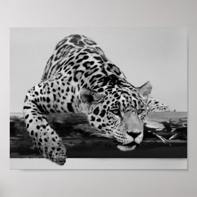 Leopard in Schwarz und Weiß Poster (Vorne)