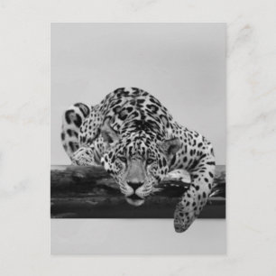 Leopard in Schwarz und Weiß Postkarte