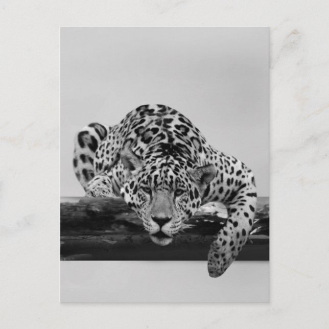 Leopard in Schwarz und Weiß Postkarte (Vorderseite)
