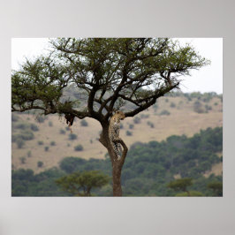 Leopard in Tree - Safari Wilhelm Tell Poster