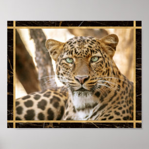 Leopard Katzen Foto Bild Druck Poster