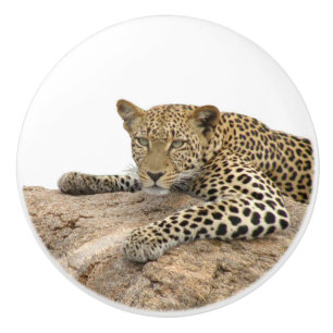 Leopard Keramik Knob, rechts (Pull für Kabinett) Keramikknauf