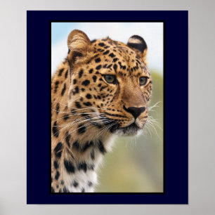 Leopard-Kopfschuss Poster