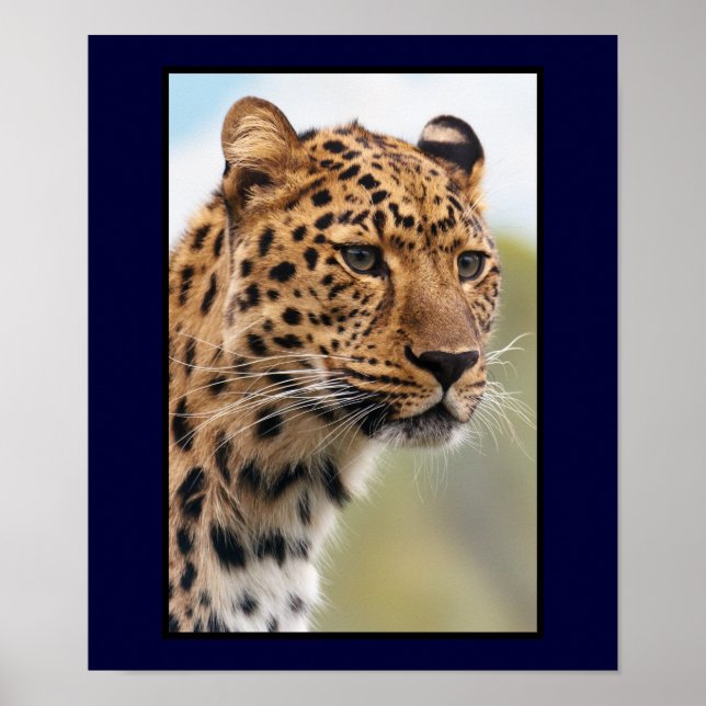 Leopard-Kopfschuss Poster (Vorne)