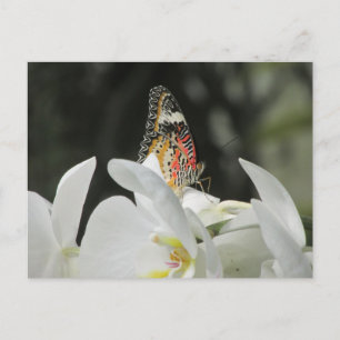 Leopard Lacewing Butterfly auf der Weißen Orchidee Postkarte