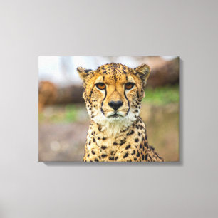 Leopard Leinwanddruck