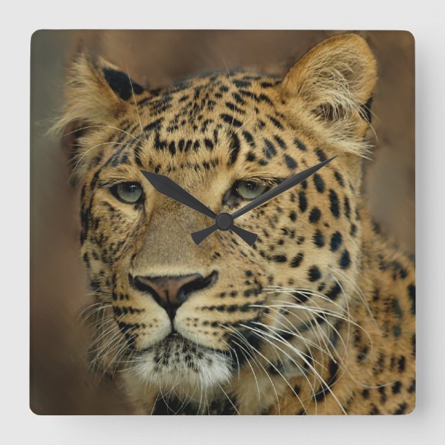 Leopard Liebe Kunst Quadratische Wanduhr (Vorderseite)