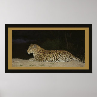 Leopard liegt auf einer Sandbank Poster