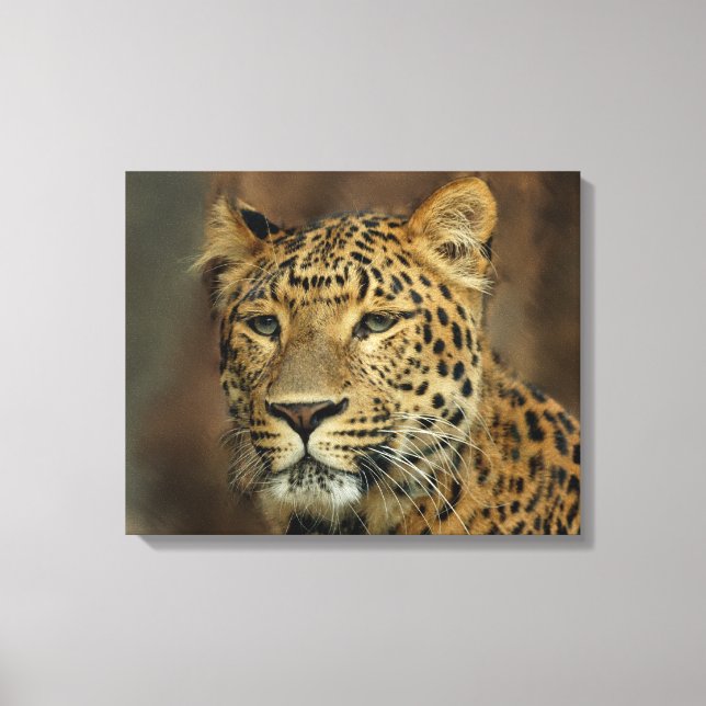 Leopard Lovers Leinwanddruck (Vorderseite)