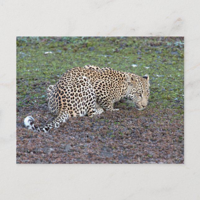 Leopard macht uns den Kopf Postkarte (Vorderseite)