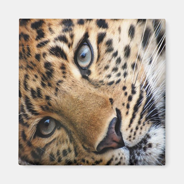 Leopard Magnet (Vorne)