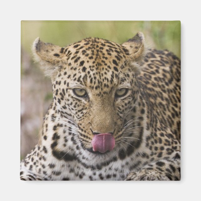 Leopard Magnet (Vorne)
