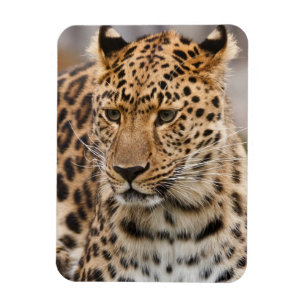 Leopard-Magnet Magnet