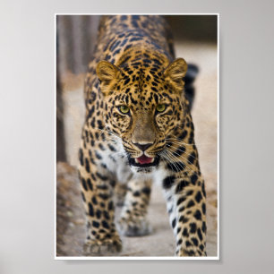 Leopard mit laufendem Foto Poster