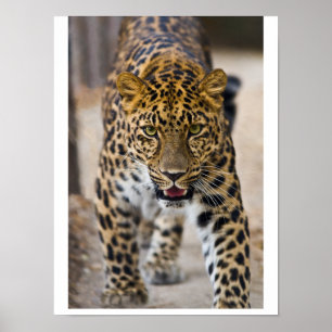 Leopard mit laufendem Foto Poster