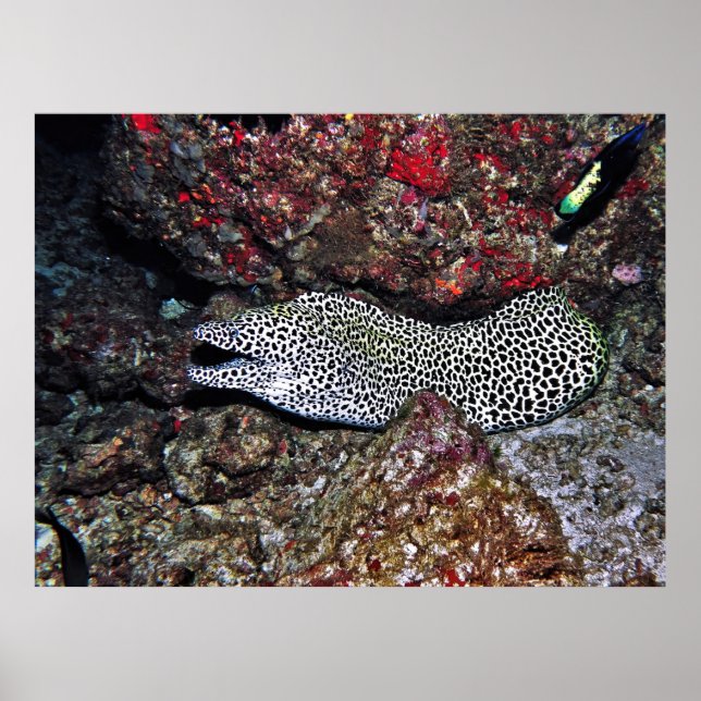 Leopard Moray Poster (Vorne)
