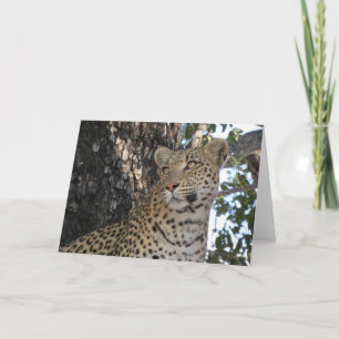 LEOPARD NAHAUFNAHME KARTE
