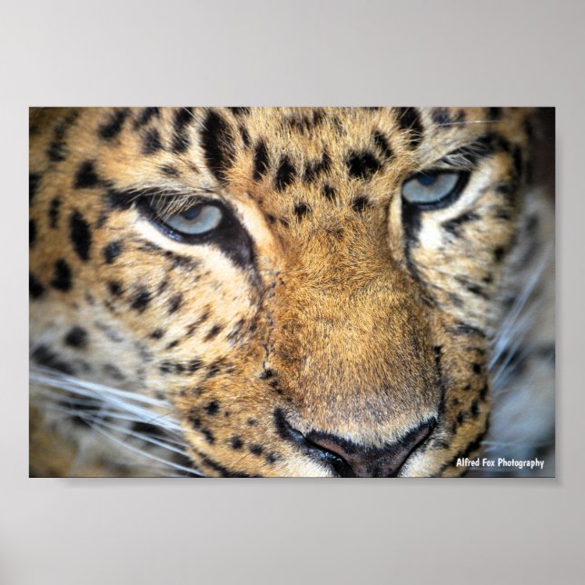 Leopard Nahaufnahme Poster (Vorne)