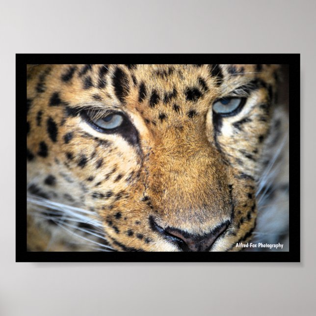 Leopard Nahaufnahme Poster (Vorne)