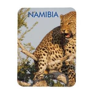 Leopard, Namibia Magnet