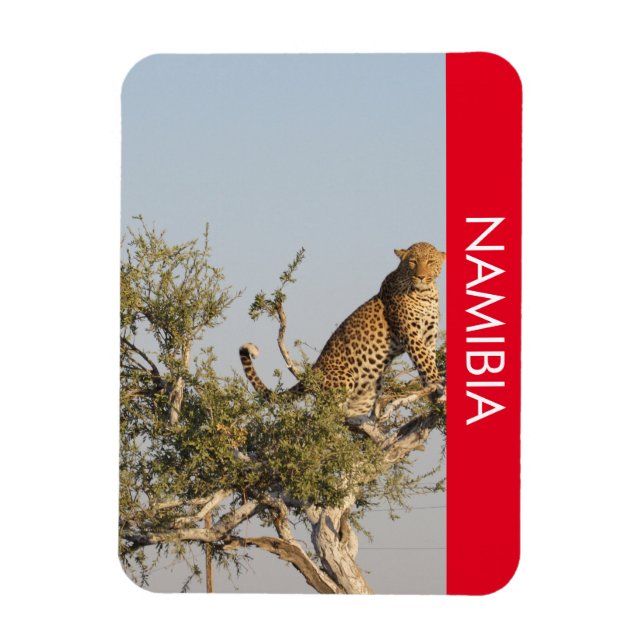 Leopard, Namibia Magnet (Vertikal)