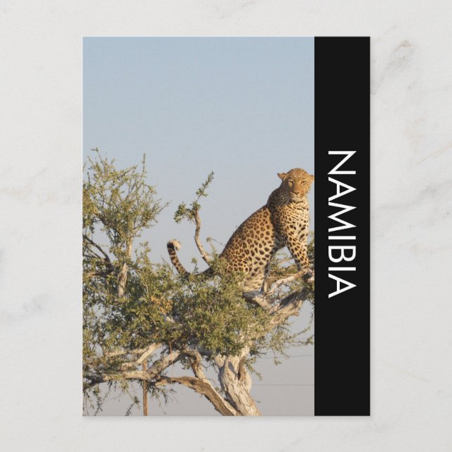 Leopard, Namibia Postcard Postkarte (Vorderseite)