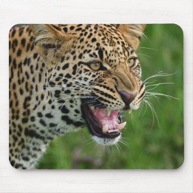 Leopard, Natur, wild lebende Tiere Mousepad (Vorne)