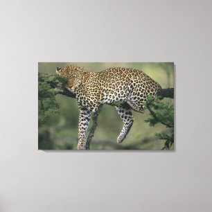 Leopard, (Panthera pardus), Kenia, Masai Mara Leinwanddruck