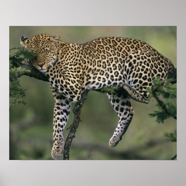 Leopard (Panthera pardus), Kenia, Masai Mara Poster (Vorne)