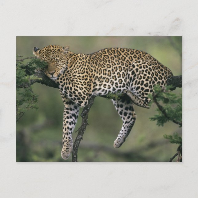 Leopard (Panthera pardus), Kenia, Masai Mara Postkarte (Vorderseite)