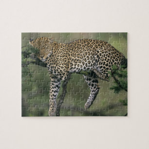Leopard, (Panthera pardus), Kenia, Masai Mara Puzzle