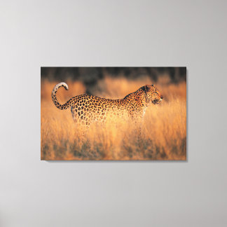 Leopard (Panthera pardus) Leinwanddruck