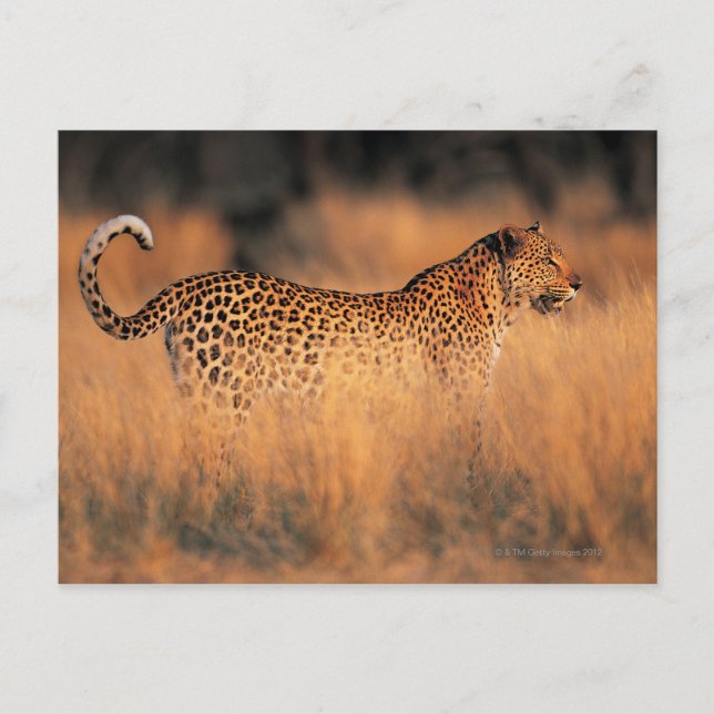 Leopard (Panthera pardus) Postkarte (Vorderseite)