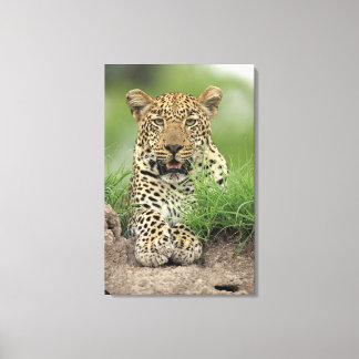 Leopard, Panthera pardus, Sabi Sabi Leinwanddruck