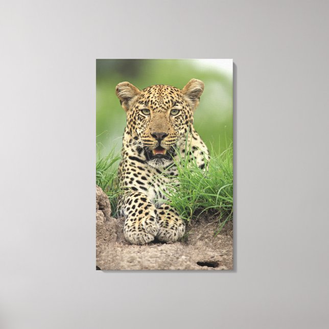 Leopard, Panthera pardus, Sabi Sabi Leinwanddruck (Vorderseite)