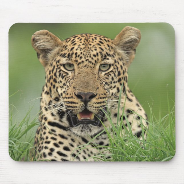 Leopard, Panthera pardus, Sabi Sabi Mousepad (Vorne)