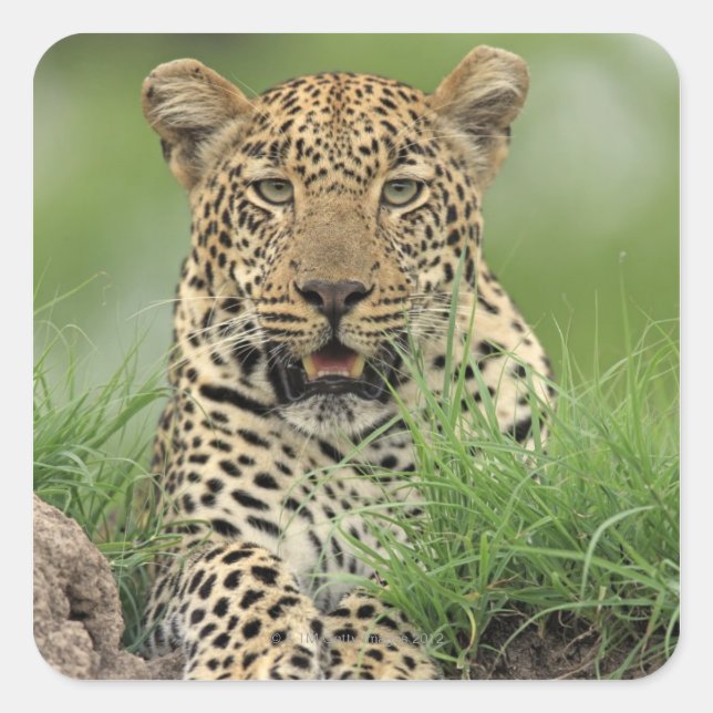 Leopard, Panthera pardus, Sabi Sabi Quadratischer Aufkleber (Vorderseite)