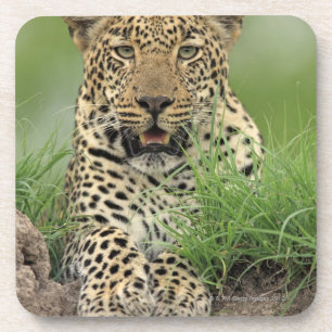 Leopard, Panthera pardus, Sabi Sabi Spiel Getränkeuntersetzer