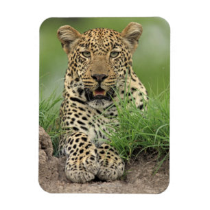 Leopard, Panthera pardus, Sabi Sabi Spiel Magnet
