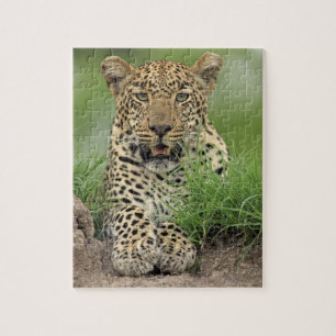 Leopard, Panthera pardus, Sabi Sabi Spiel Puzzle