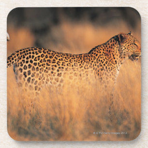 Leopard (Panthera pardus) Untersetzer