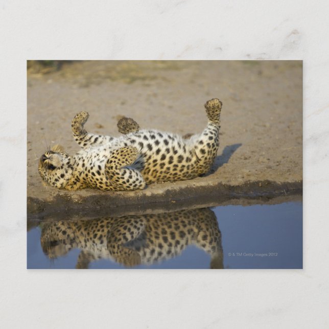 Leopard (Panthera pardus), weibliche Rolle auf Postkarte (Vorderseite)