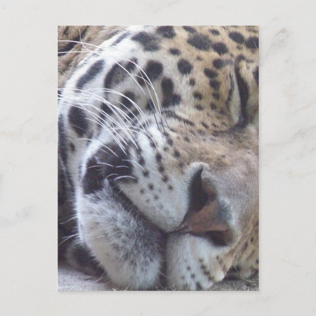 Leopard Picture Postcard Postkarte (Vorderseite)