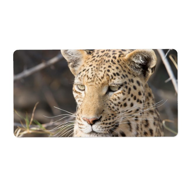 Leopard-Portrait (Vorne)