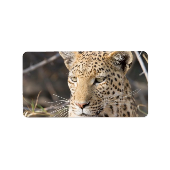 Leopard-Portrait Adressaufkleber (Vorne)