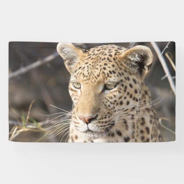 Leopard-Portrait Banner (Horizontal)
