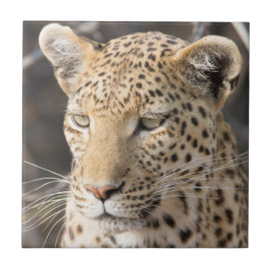 Leopard-Portrait Fliese