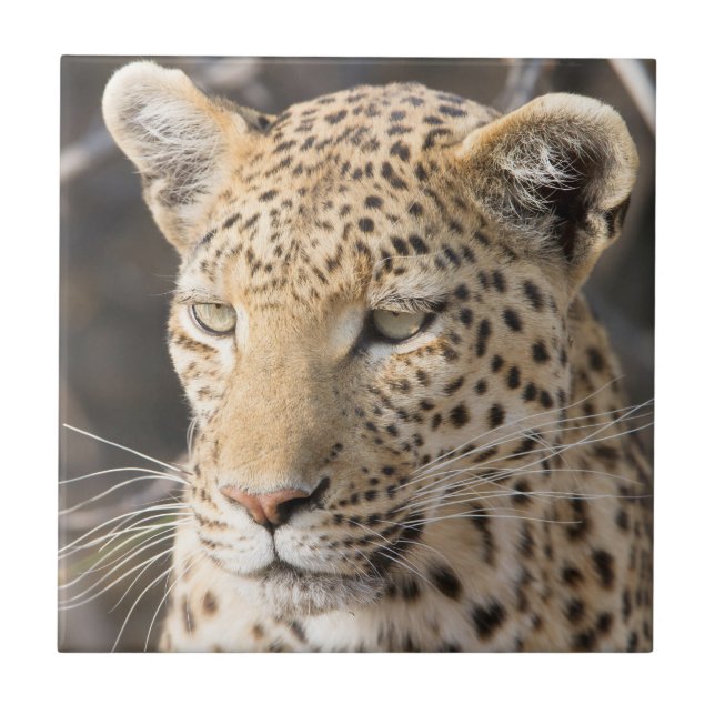 Leopard-Portrait Fliese (Vorderseite)
