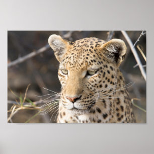 Leopard-Portrait-Foto Poster